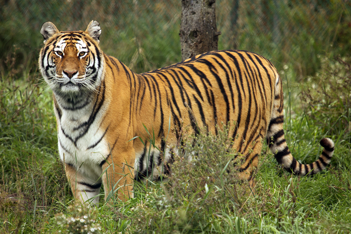 Tijger
