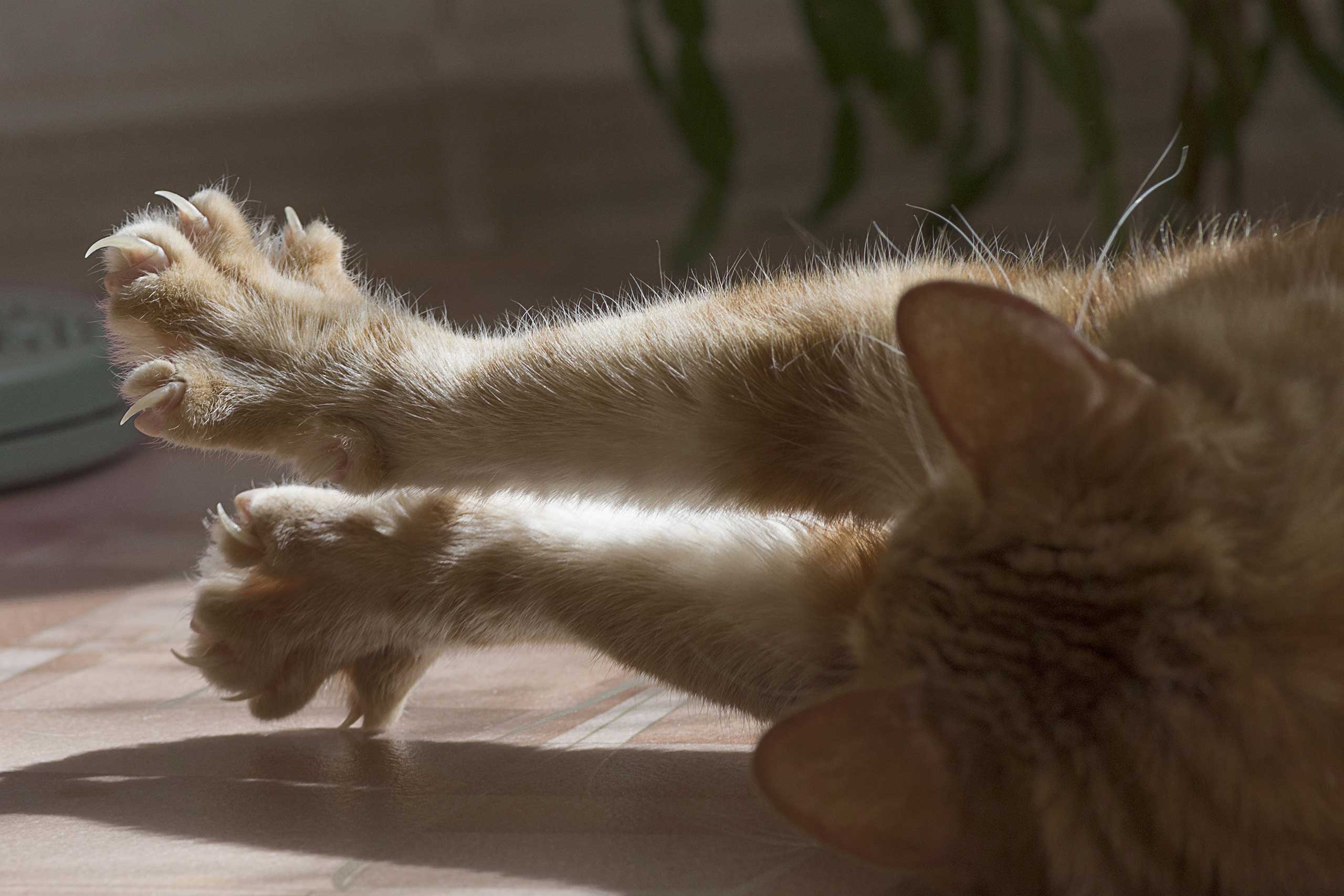 Kattenklauwen